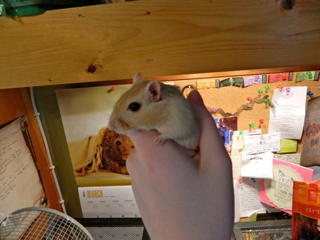 Henry is one of few gerbils who doesn't mind being held still. 